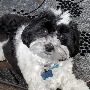 Meet your Posher, Dionne